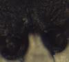 Hylaeus sp.